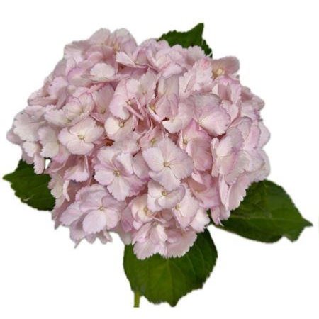 Hortenzija Various Light Pink Super Premium c2102