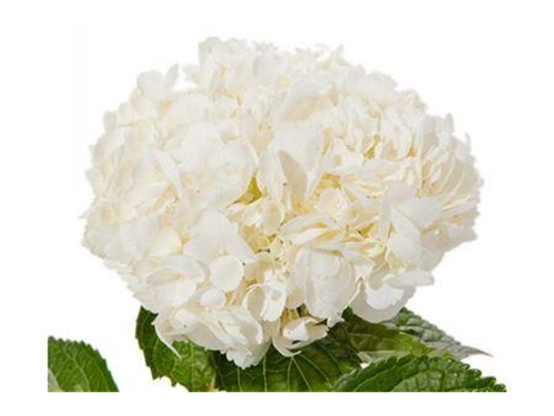 Hortenzija Various White Premium c2106
