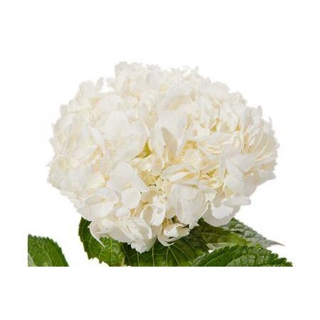 Hortenzija Various White Premium c2106