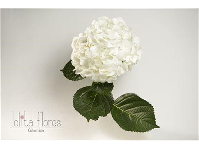 Hortenzija Various White Premium c2107