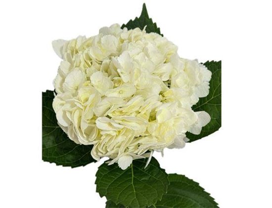 Hortenzija Various White Super Premium c2109