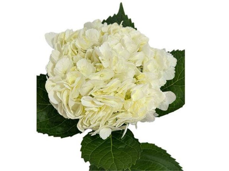 Hortenzija Various White Super Premium c2109