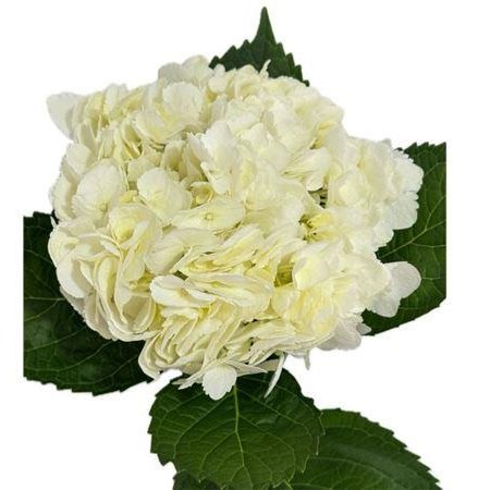Hortenzija Various White Super Premium c2109