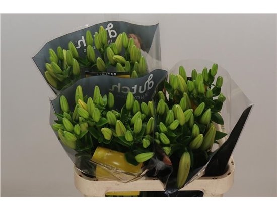 Lilija Longi x Aziatic Aqua Double Nugget c2208