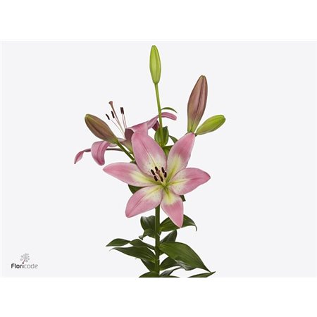 Lilija Longi x Aziatic Aqua Rubens c2220