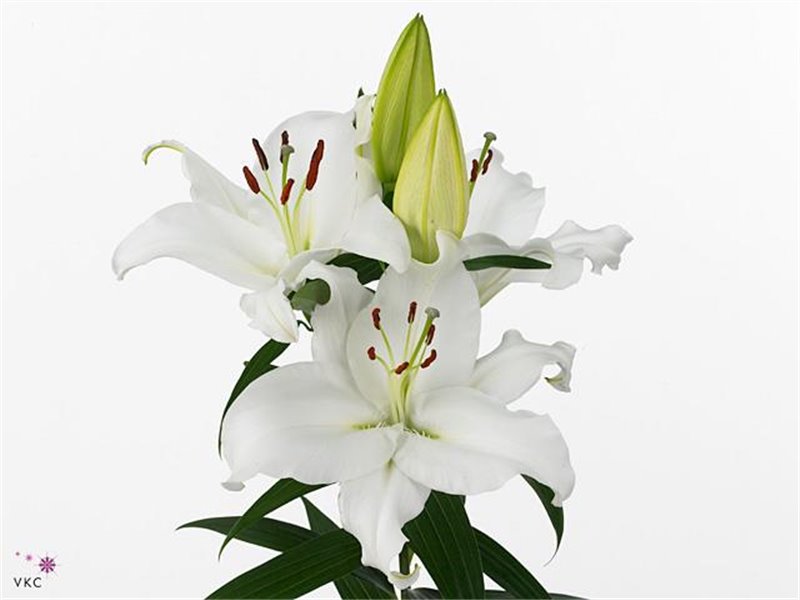 Lilija Longiflorum Chocolate c2238
