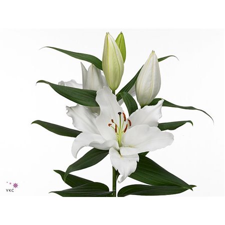 Lilija Oriental Aqua Severn c2241