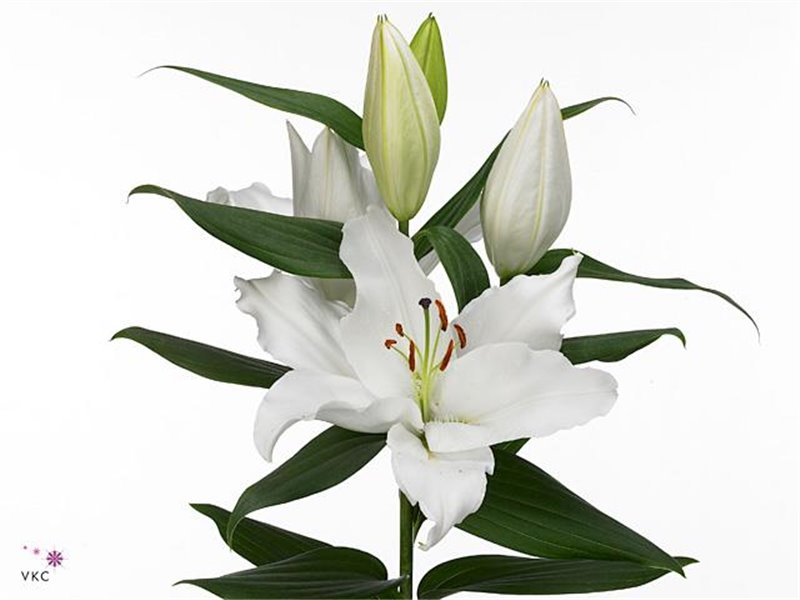 Lilija Oriental Aqua Severn c2242