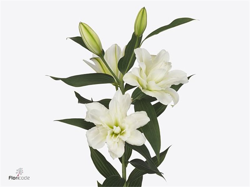 Lilija Oriental Du Aqua Arosa c2244