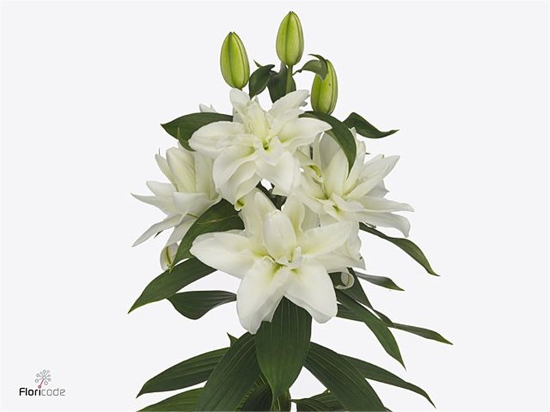 Lilija Oriental Du Aqua Chardonnay c2246