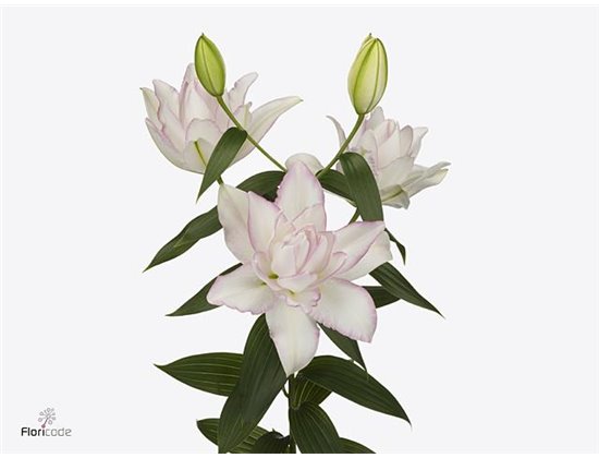 Lilija Oriental Du Aqua Rl Anouska c2247