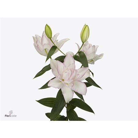 Lilija Oriental Du Aqua Rl Anouska c2247