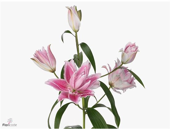 Lilija Oriental Du Aqua Rl Isabella c2249