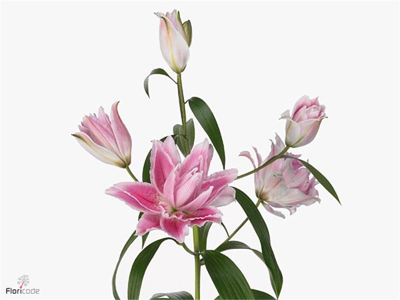 Lilija Oriental Du Aqua Rl Isabella c2249