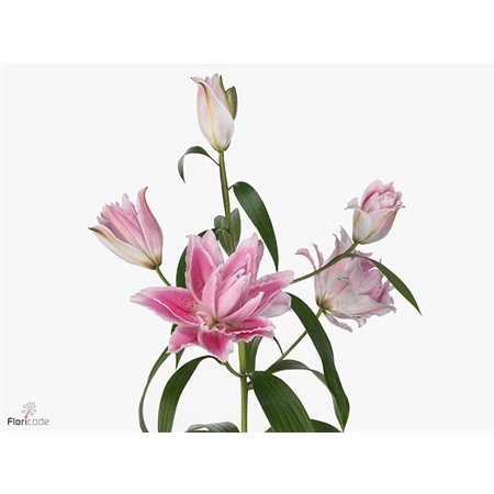 Lilija Oriental Du Aqua Rl Isabella c2249