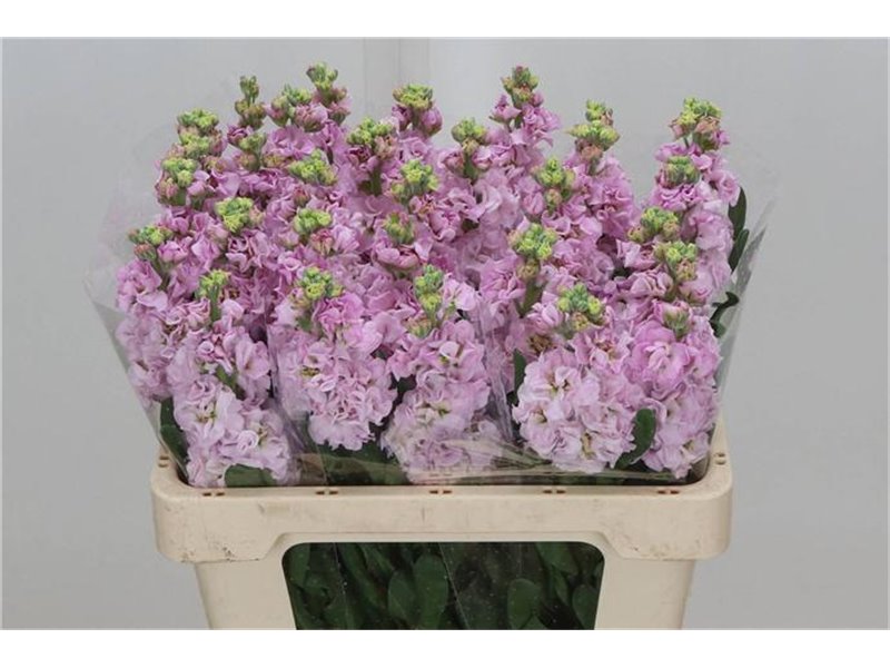 Matth. Iron x30 Pink 55cm c2319