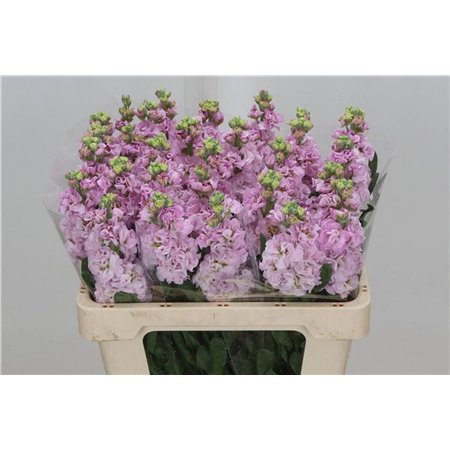 Matth. Iron x30 Pink 55cm c2319
