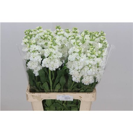 Matth. Iron x30 White 55cm c2321