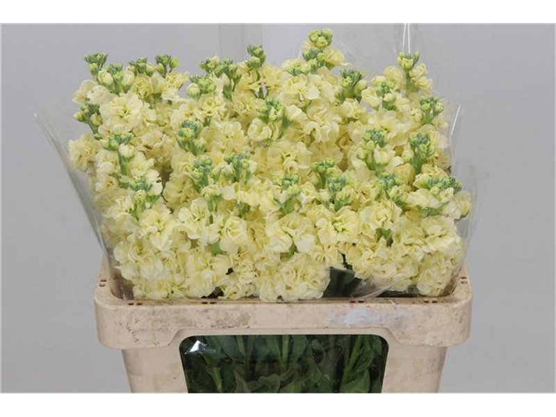 Matth. Iron x30 White 55cm c2322