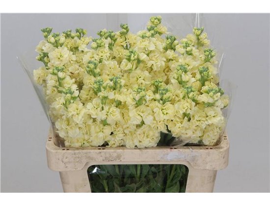Matth. Iron x30 Yellow 55cm c2323