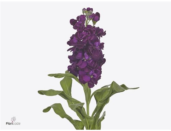 Matthiola Stocks Aida Purple c2324