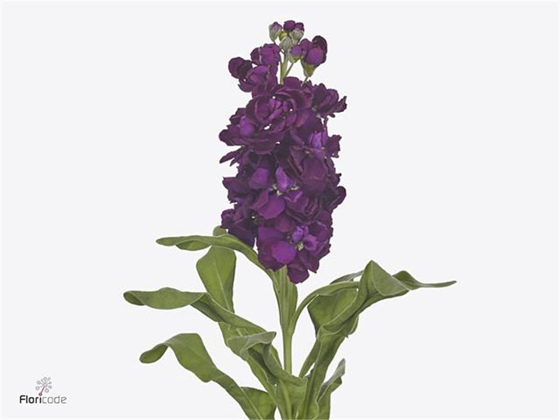 Matthiola Stocks Aida Purple c2324