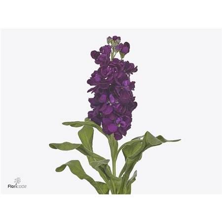 Matthiola Stocks Aida Purple c2324