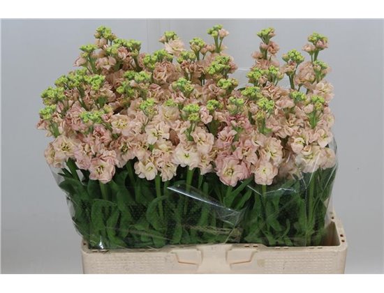 Matthiola Stocks Aida White c2326