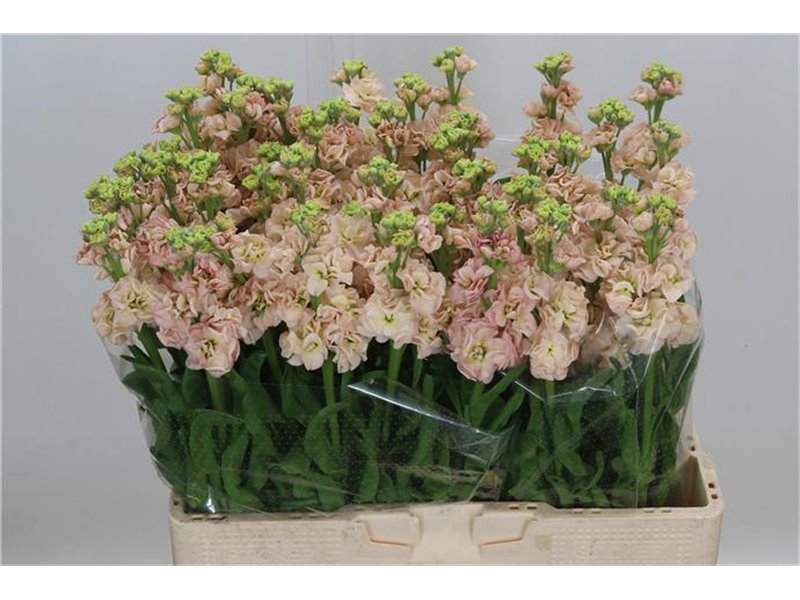 Matthiola Stocks Impala Apricot c2327