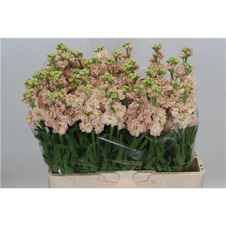 Matthiola Stocks Impala Apricot c2327
