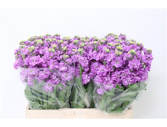 Matthiola Stocks Impala Lavender c2328