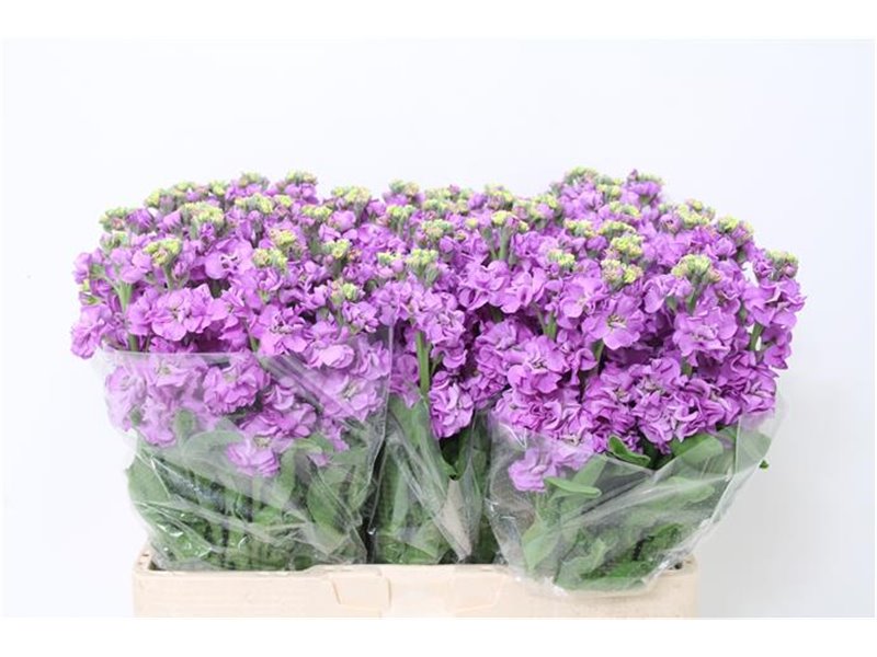 Matthiola Stocks Impala Lavender c2328