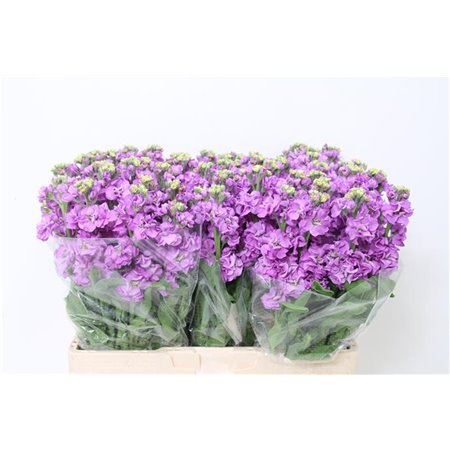 Matthiola Stocks Impala Lavender c2328