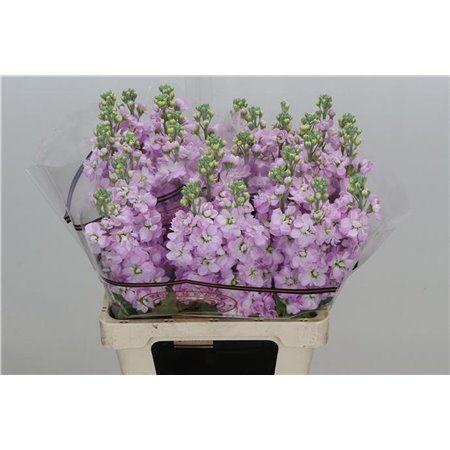 Matthiola Stocks Impala Lavender c2329