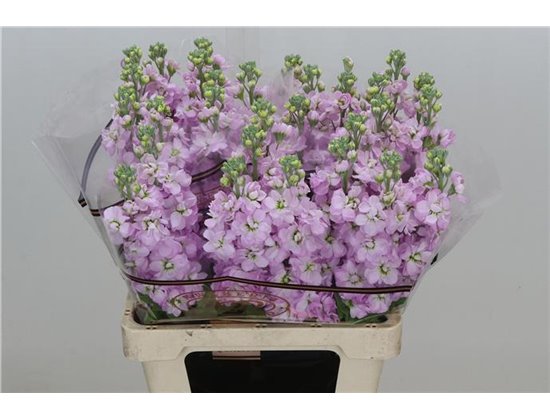 Matthiola Stocks Impala Terra Ex c2330