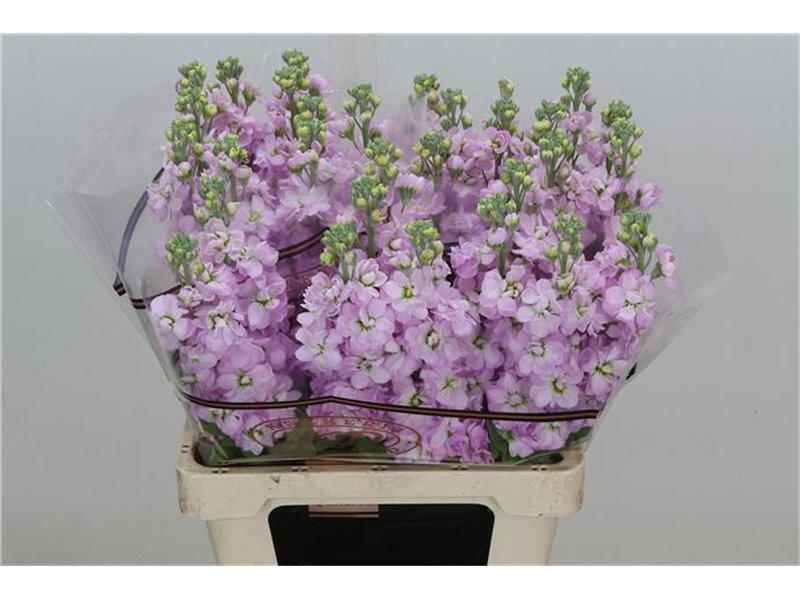 Matthiola Stocks Impala Terra Ex c2330