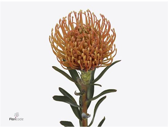 Proteja Ayoba Peach c2360