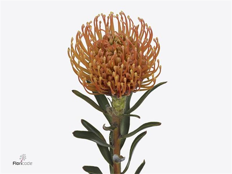 Proteja Ayoba Peach c2360