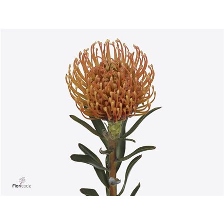 Proteja Ayoba Peach c2360