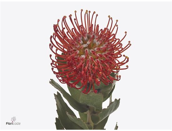 Proteja Ayoba Red c2361