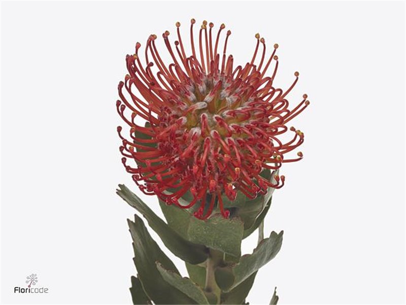 Proteja Ayoba Red c2361
