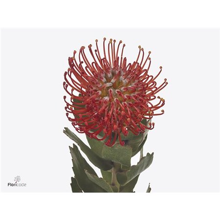 Proteja Ayoba Red c2361
