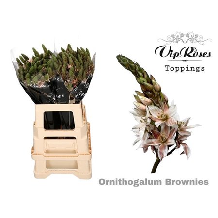 Ornithogalum Mount Fuji Ocean Blue c2368