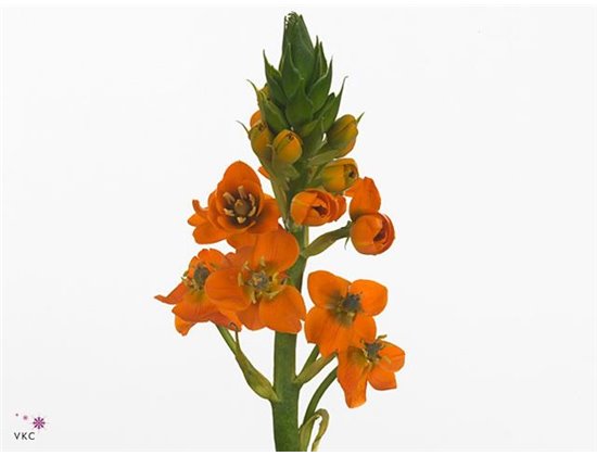 Ornithogalum Sunray c2374