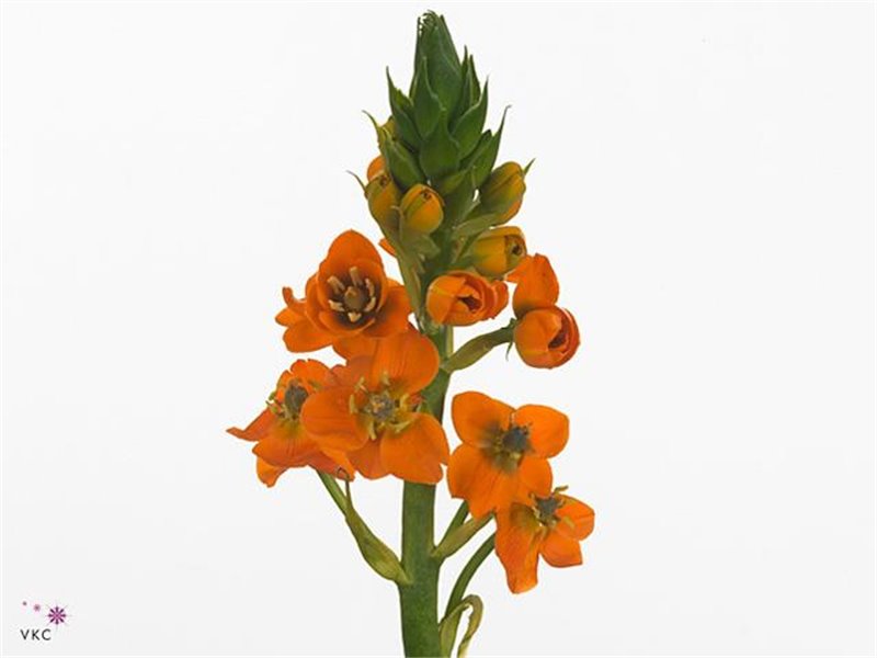 Ornithogalum Sunray c2374