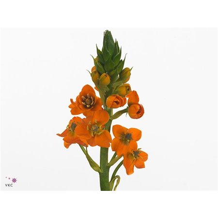 Ornithogalum Sunray c2374