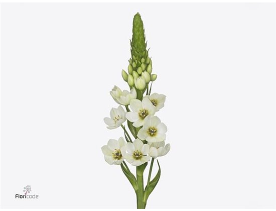 Ornithogalum Thy Milky Way c2375