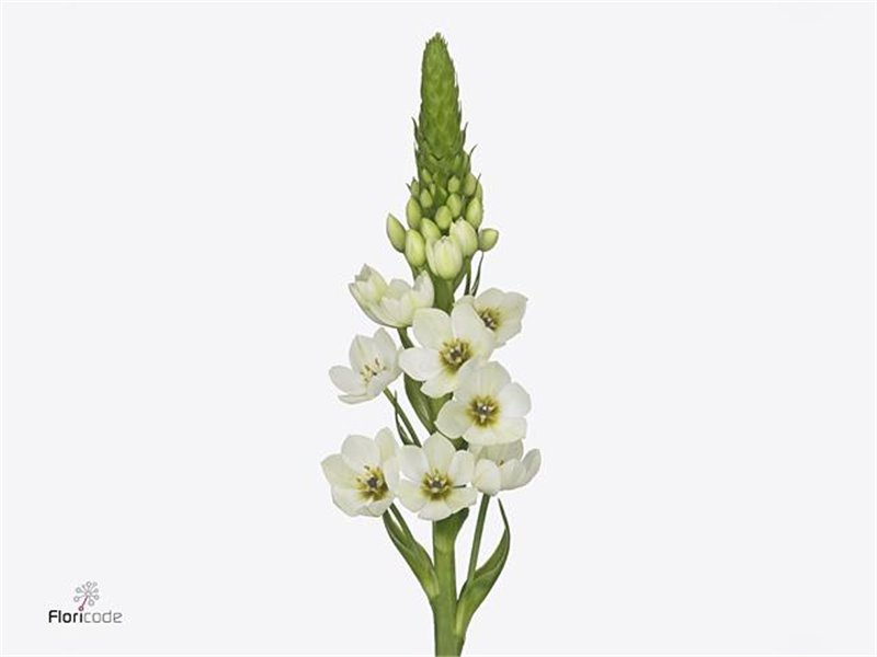 Ornithogalum Thy Milky Way c2375