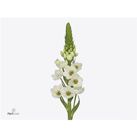 Ornithogalum Thy Milky Way c2375