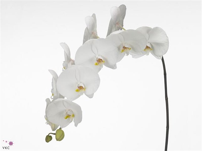 Phalaenopsis Sensation White c2426